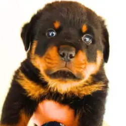 Saiba mais sobre Rottweilers e Crianças: Como Treinar seu Cão para Ser Gentil