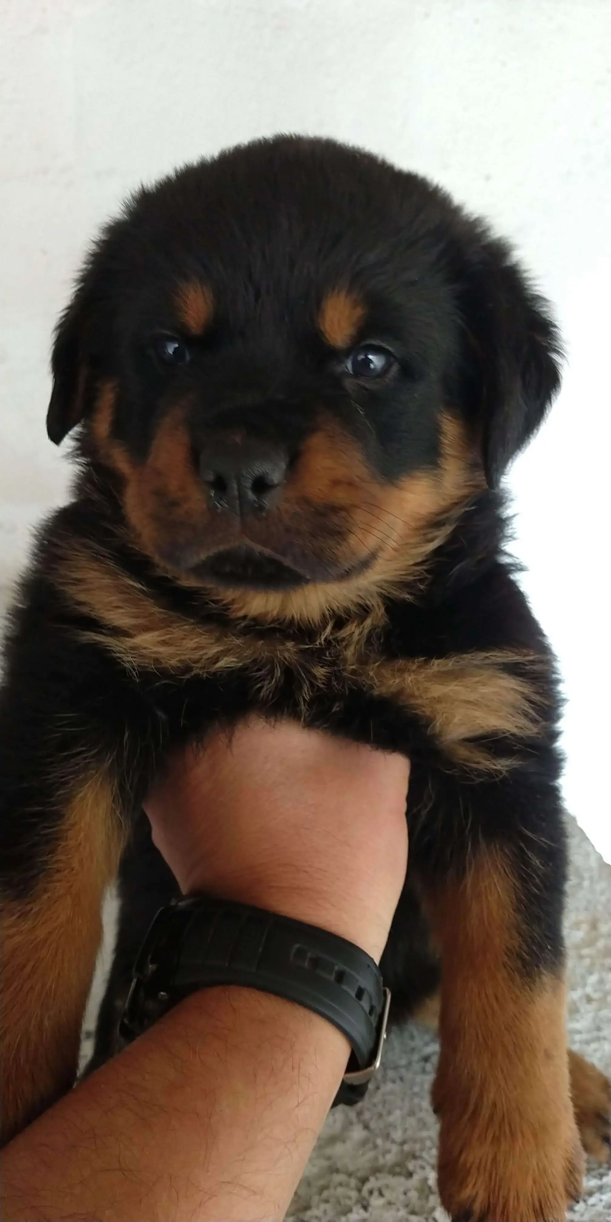 Valor do Filhote Rottweiler