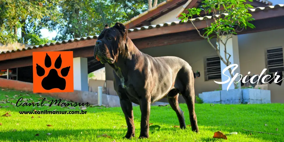 Galeria de Cane Corso da Canil Mansur