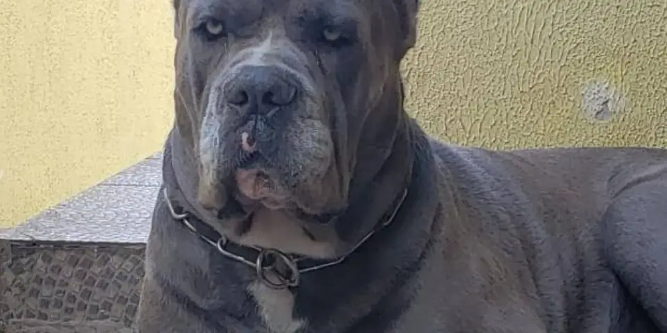 Galeria de Cane Corso da Canil Mansur