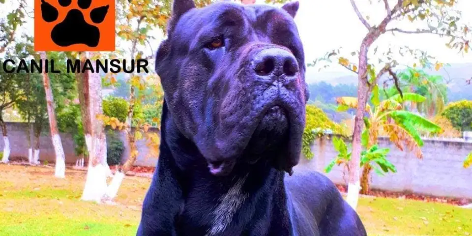 Galeria de Cane Corso da Canil Mansur