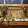 icones de Cane Corso da Canil Mansur