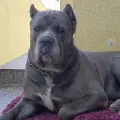 icones de Cane Corso da Canil Mansur