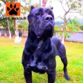 icones de Cane Corso da Canil Mansur