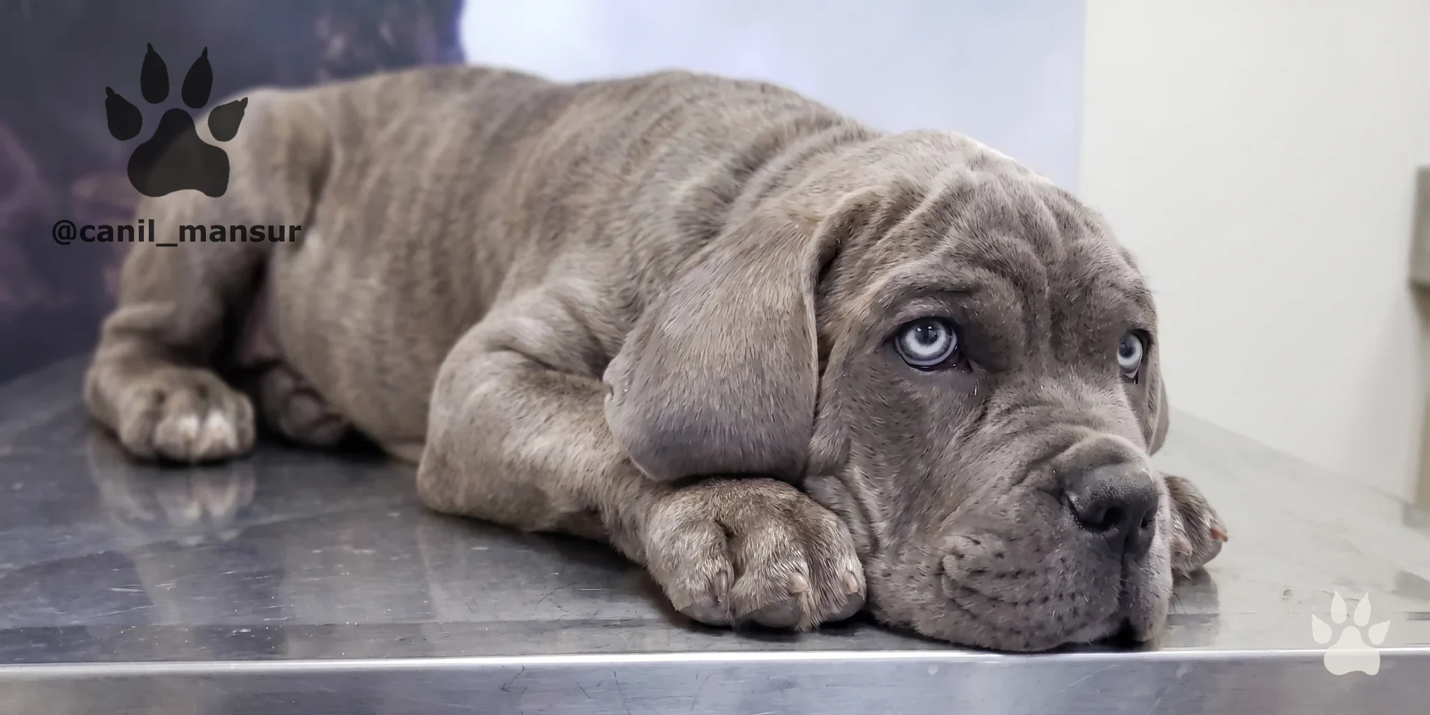 Filhote de Cane Corso Italiano do Canil Mansur