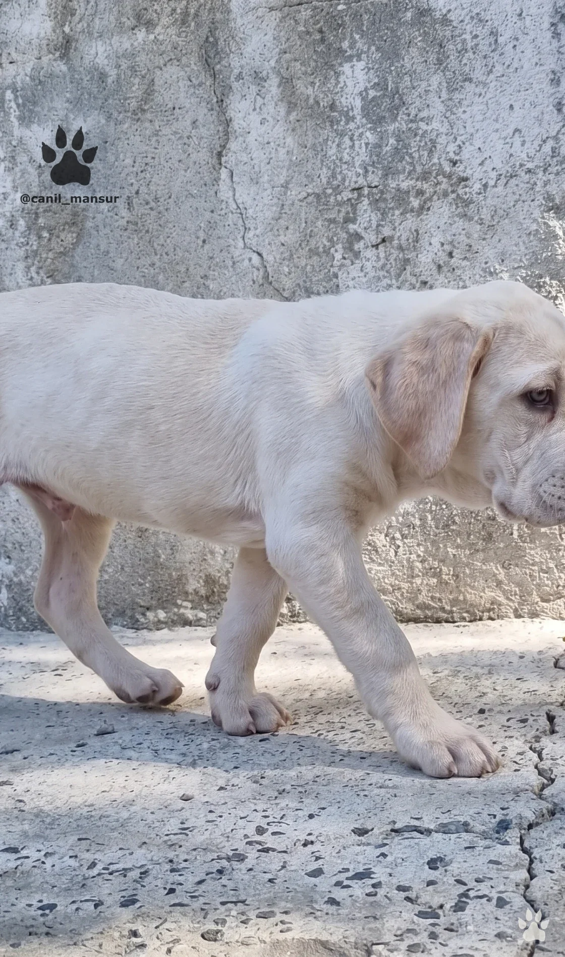 Filhote de Cane Corso claro caminhando de perfil