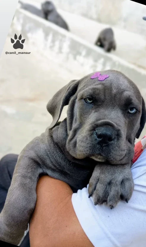 Filhote de Cane Corso cinza no colo, com os olhos ainda azulados