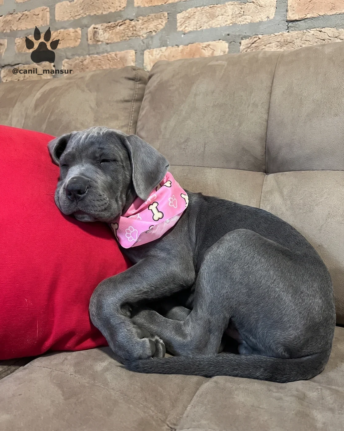 Filhote de Cane Corso cinza dormindo encolhido no sofa