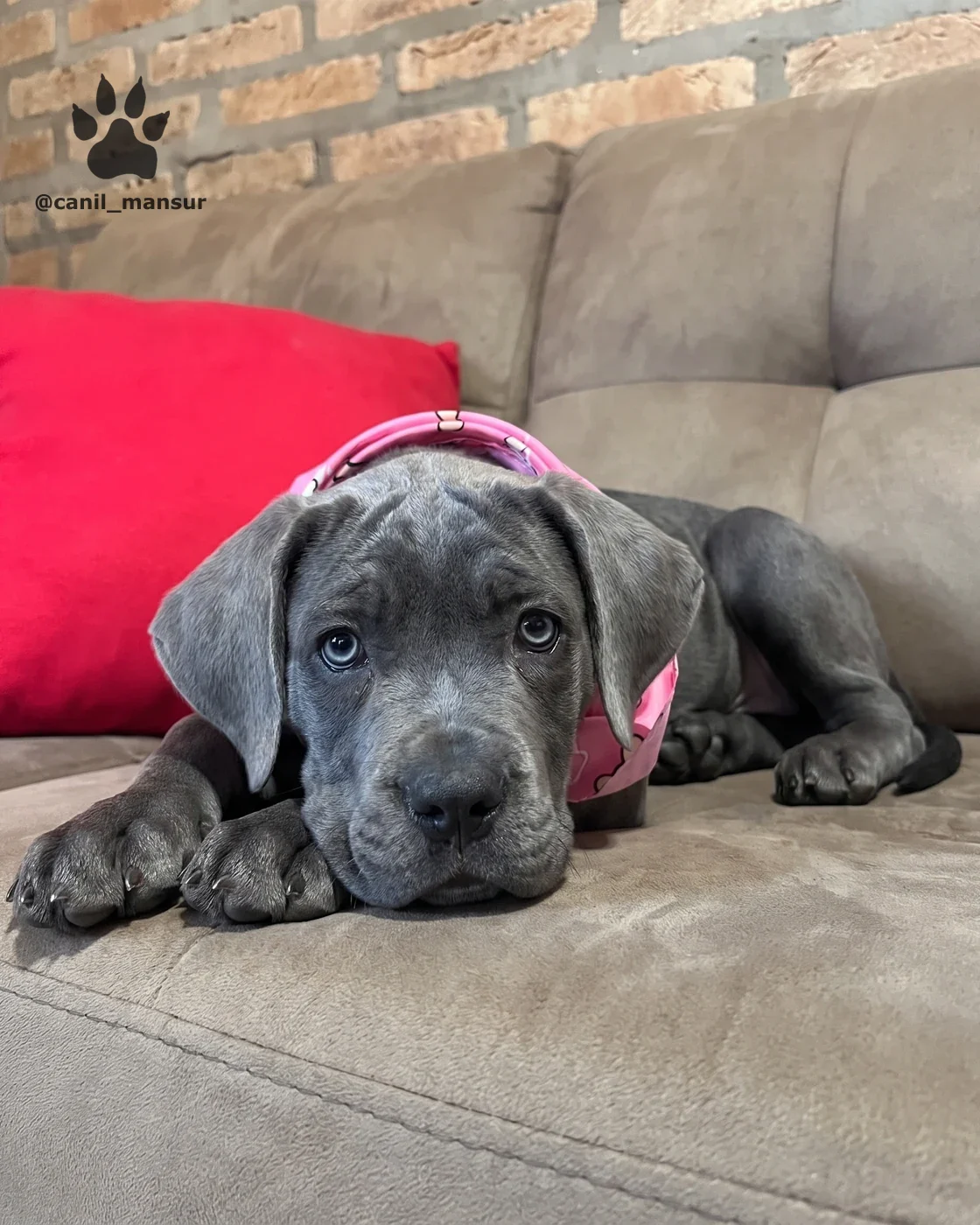 Filhote de Cane Corso cinza deitado no sofa, de frente para a camera