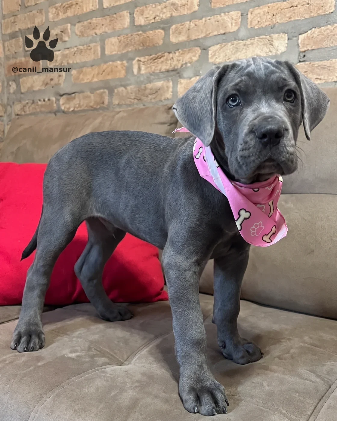 Filhote de Cane Corso cinza em pe no sofa, de corpo inteiro