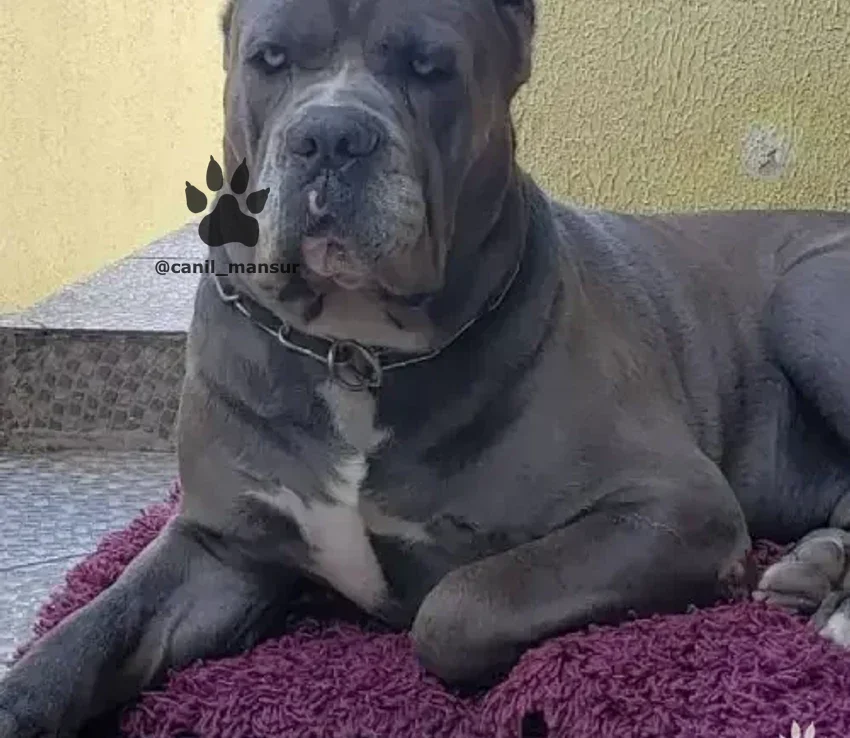 Cane Corso adulto deitado no tapete, dentro de casa