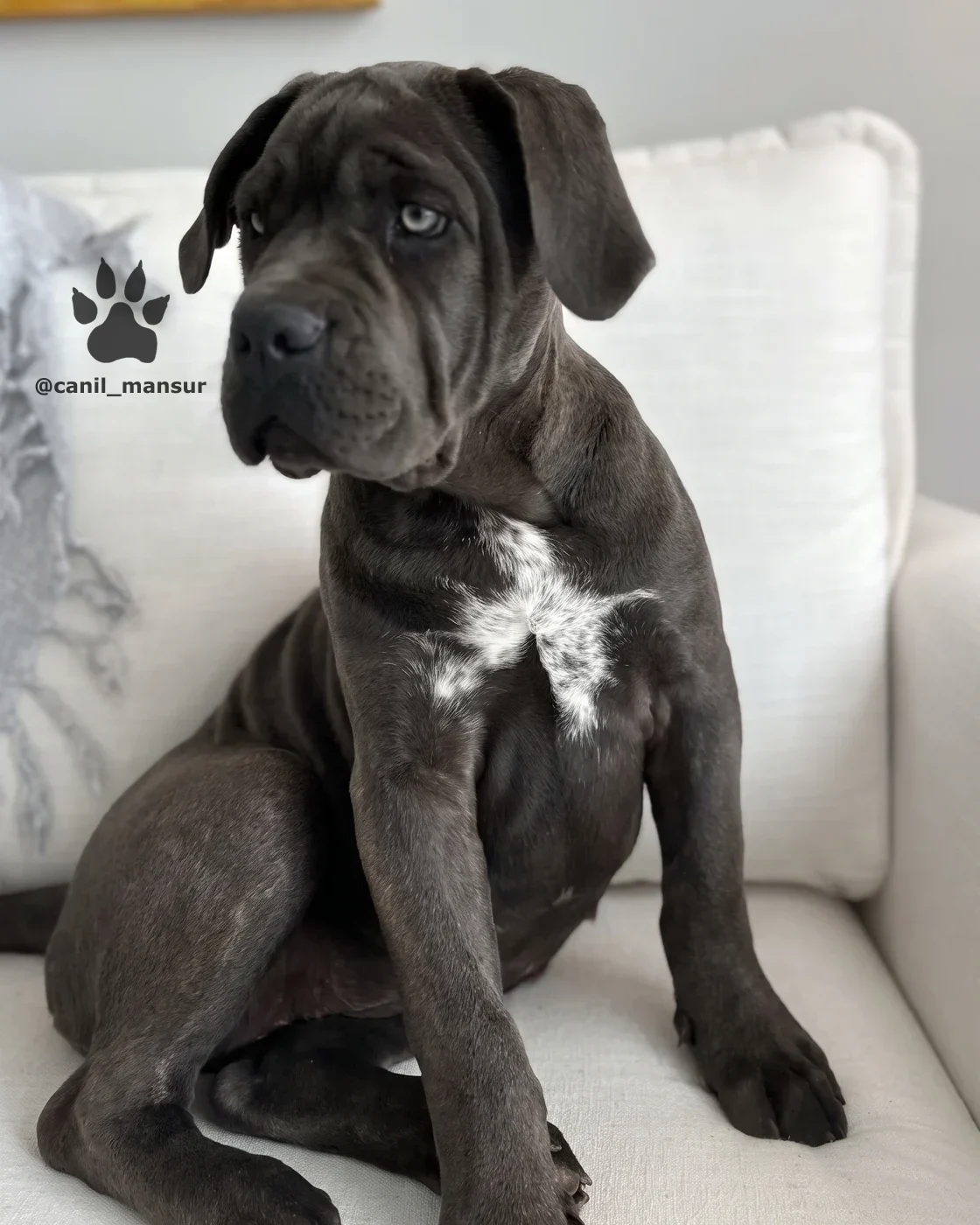 Filhote de Cane Corso preto sentado no sofa branco