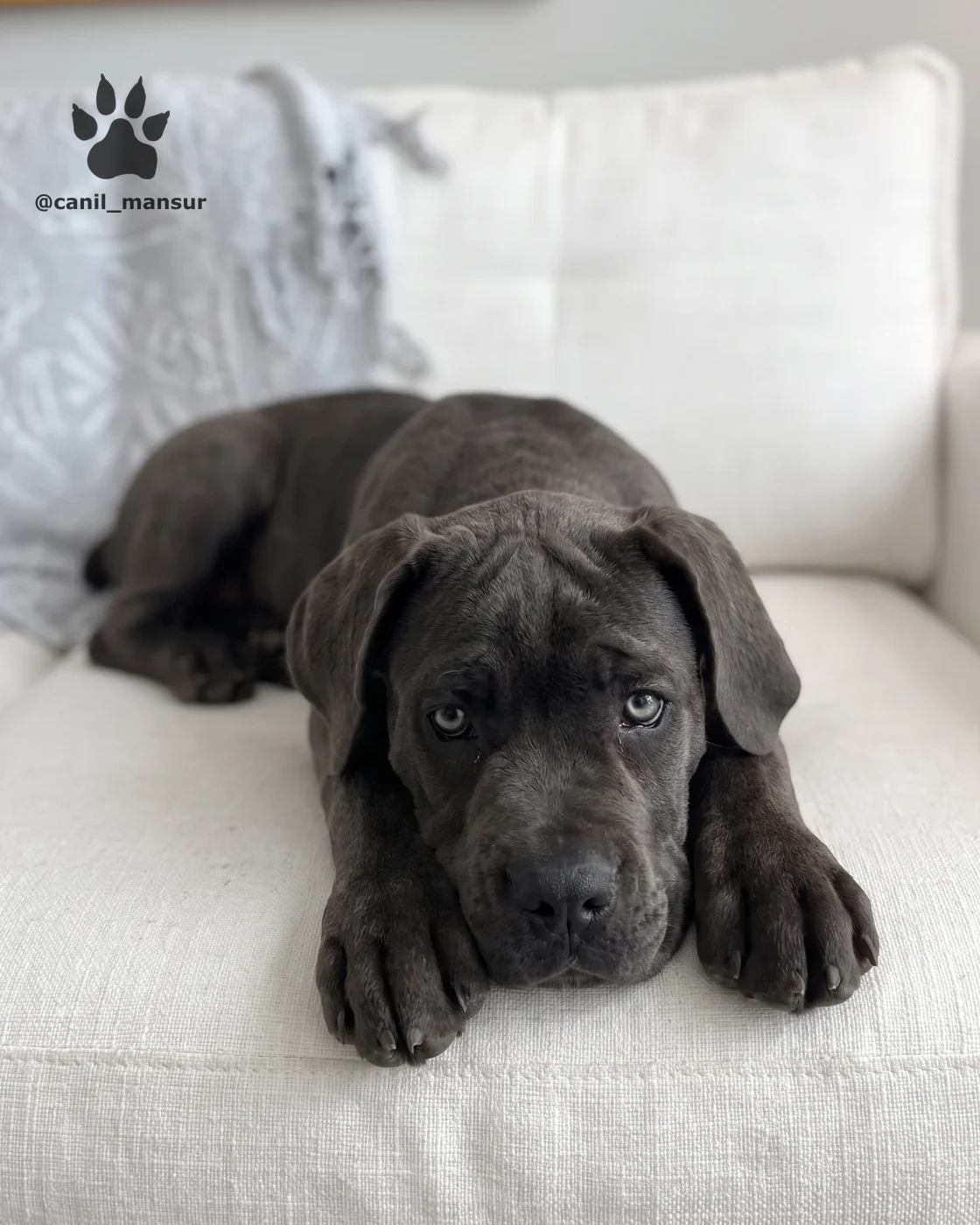 Filhote de Cane Corso preto deitado no sofa, de frente para a camera
