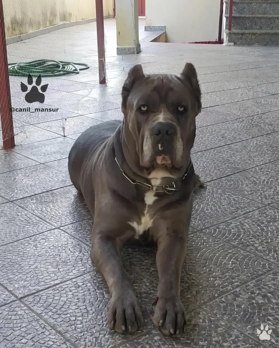 Cane Corso Italiano de pelagem cinza, a cor que os anúncios também chamam de azul