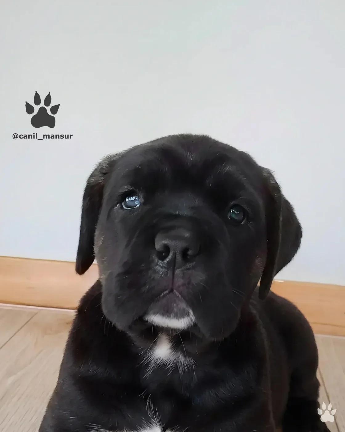 Filhote de Cane Corso Italiano do Canil Mansur