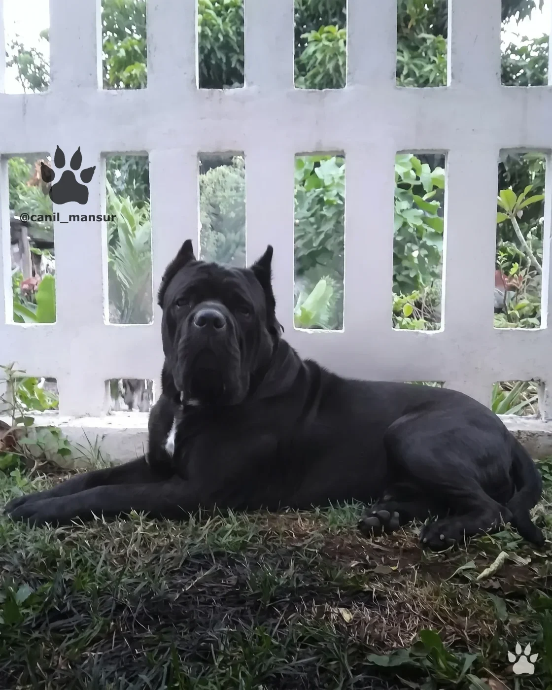 Cane Corso Italiano adulto do Canil Mansur