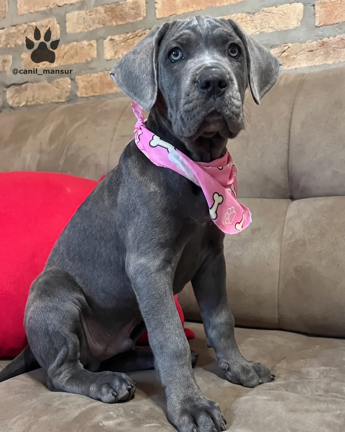 Filhote de Cane Corso cinza sentado no sofa, de corpo inteiro