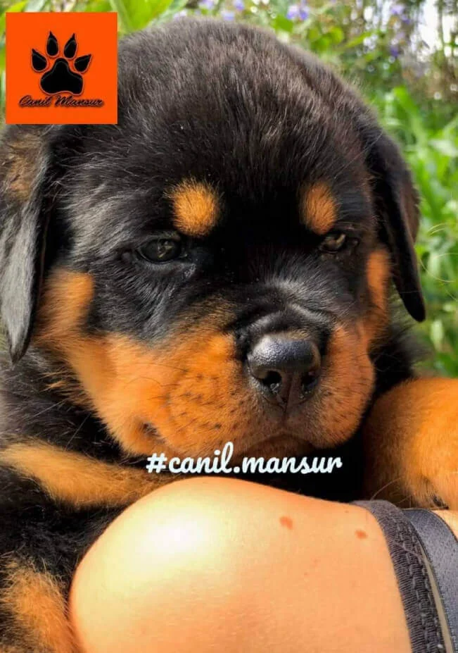 Filhote de Rottweiler do Canil Mansur