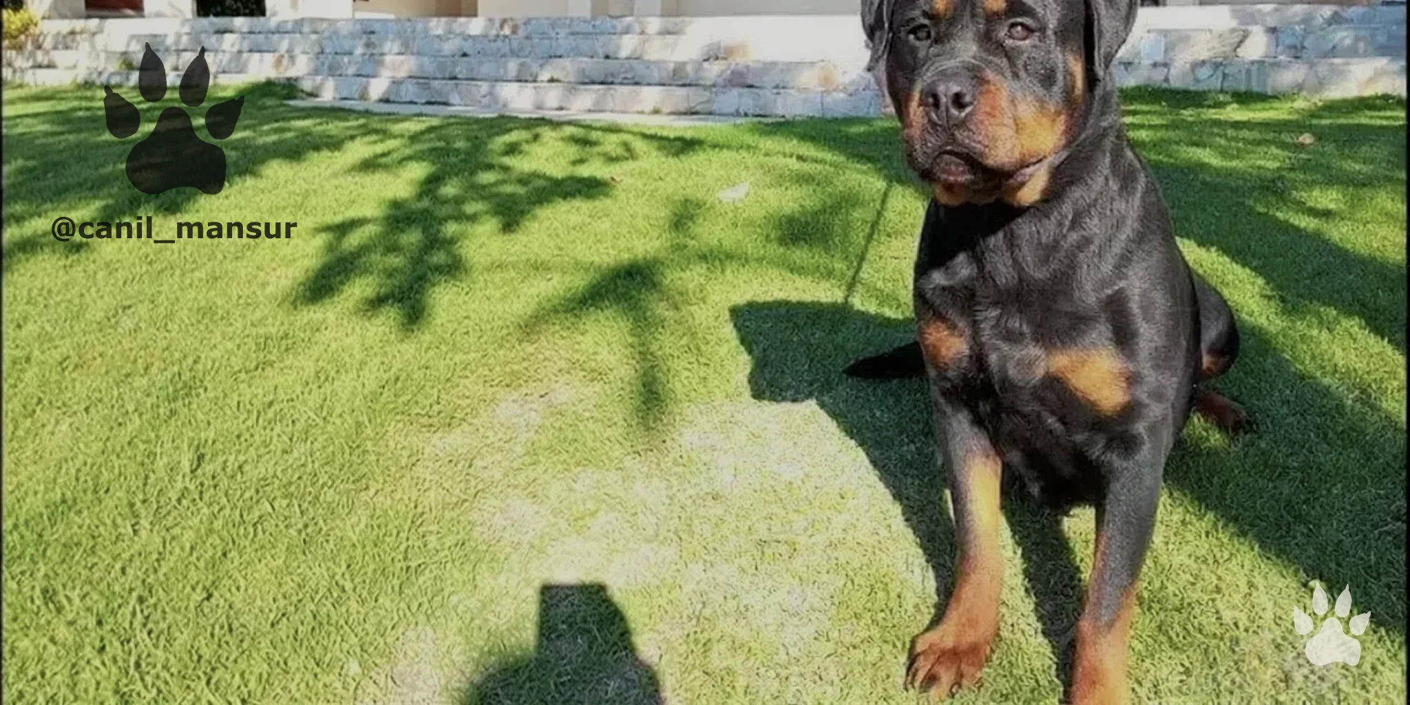Rottweiler adulto do plantel do Canil Mansur