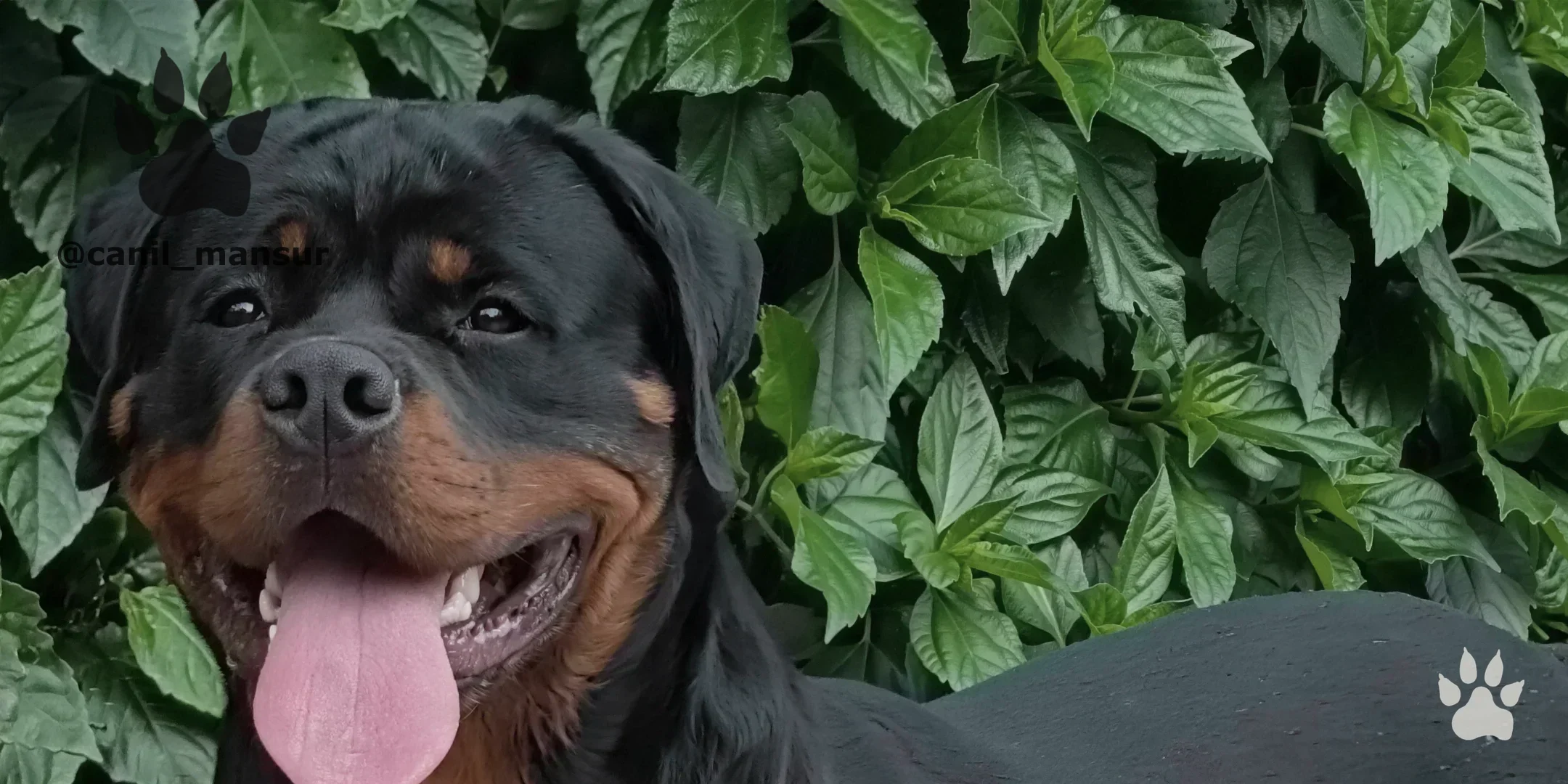 Rottweiler adulto do plantel do Canil Mansur em área externa