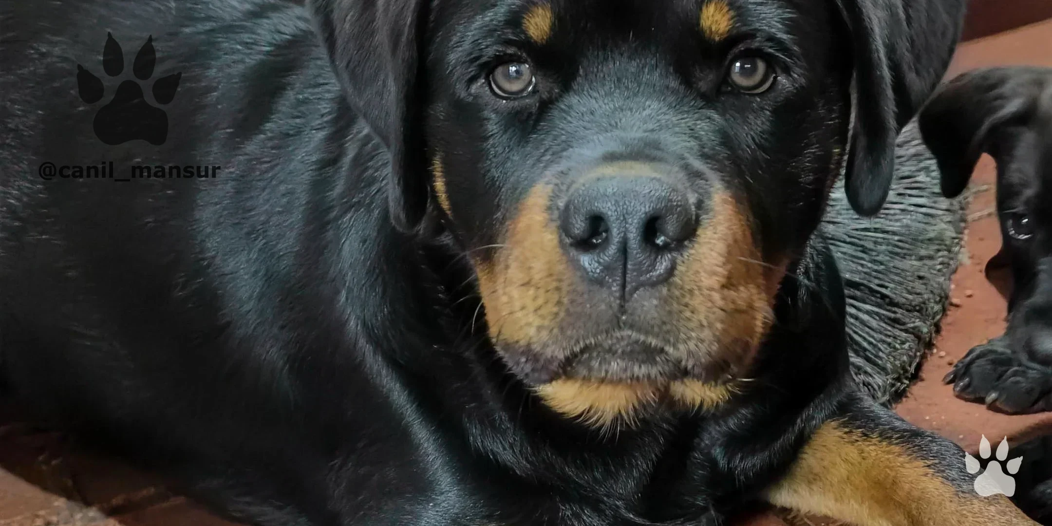Rottweiler adulto do plantel do Canil Mansur