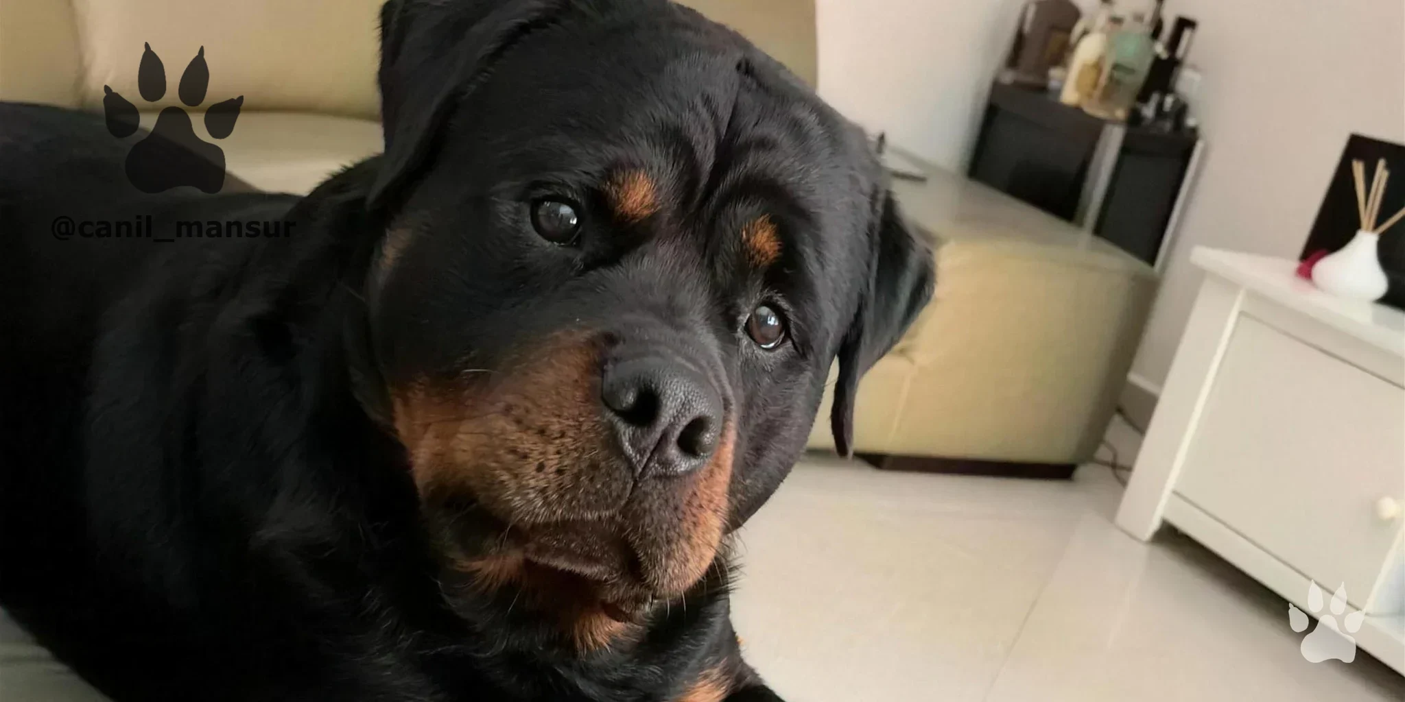 Rottweiler adulto do plantel do Canil Mansur