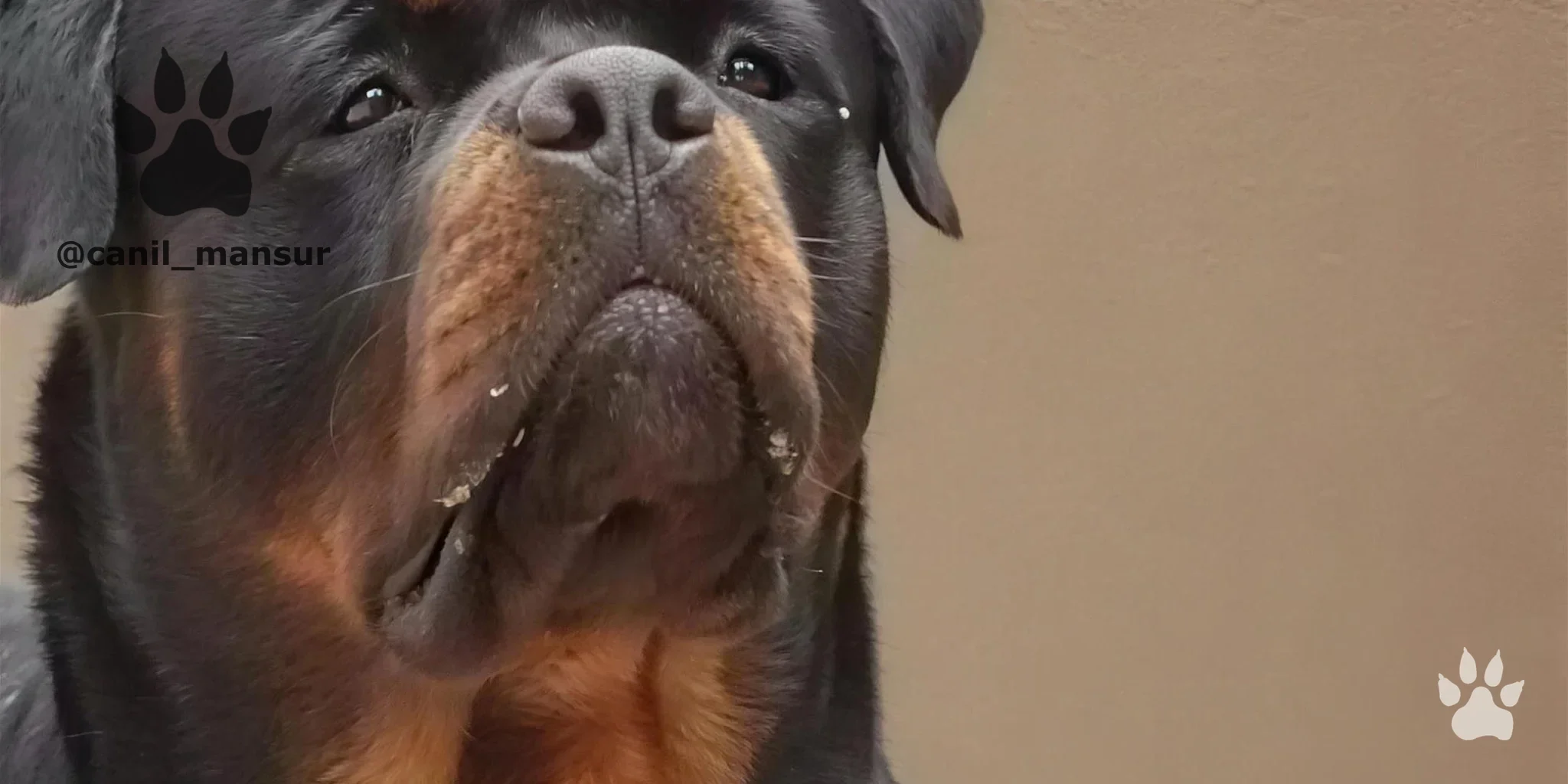 Rottweiler adulto do plantel do Canil Mansur