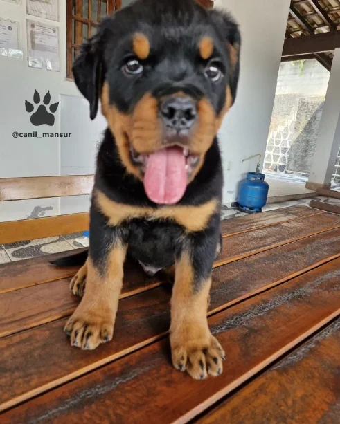 Filhote de Rottweiler de pe na varanda, com a lingua de fora