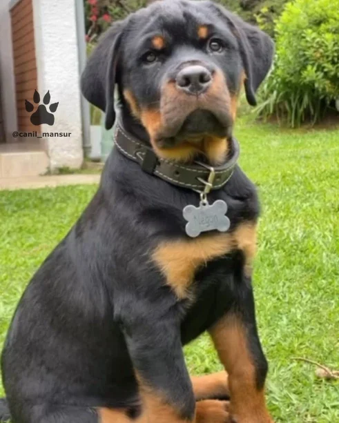 Filhote de Rottweiler sentado no gramado, de coleira