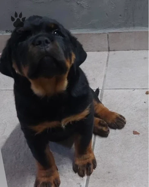 Filhote de Rottweiler sentado no piso, visto de frente