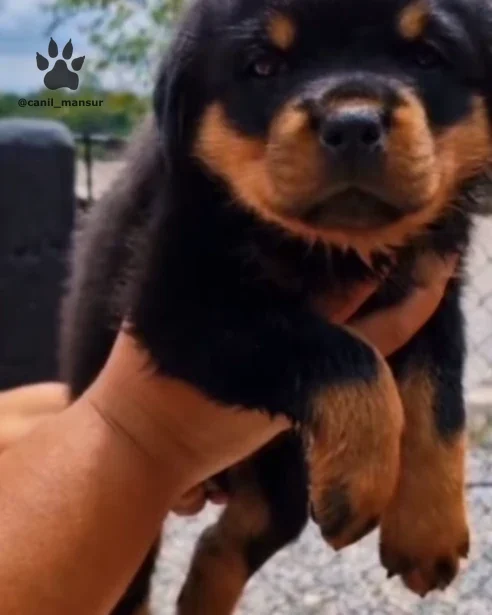 Filhote de Rottweiler no colo, ao ar livre