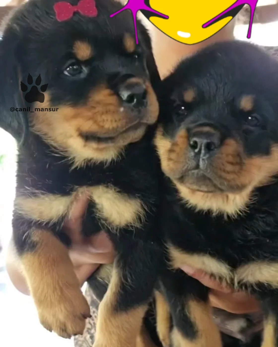 Dois filhotes de Rottweiler no colo, lado a lado
