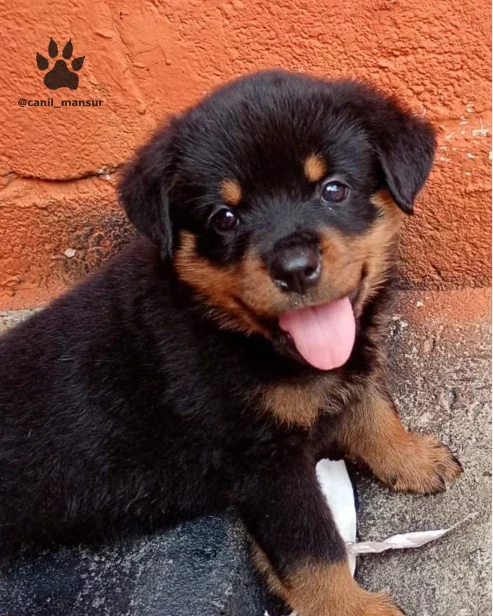 Filhote de Rottweiler sentado diante da parede laranja, com a lingua de fora