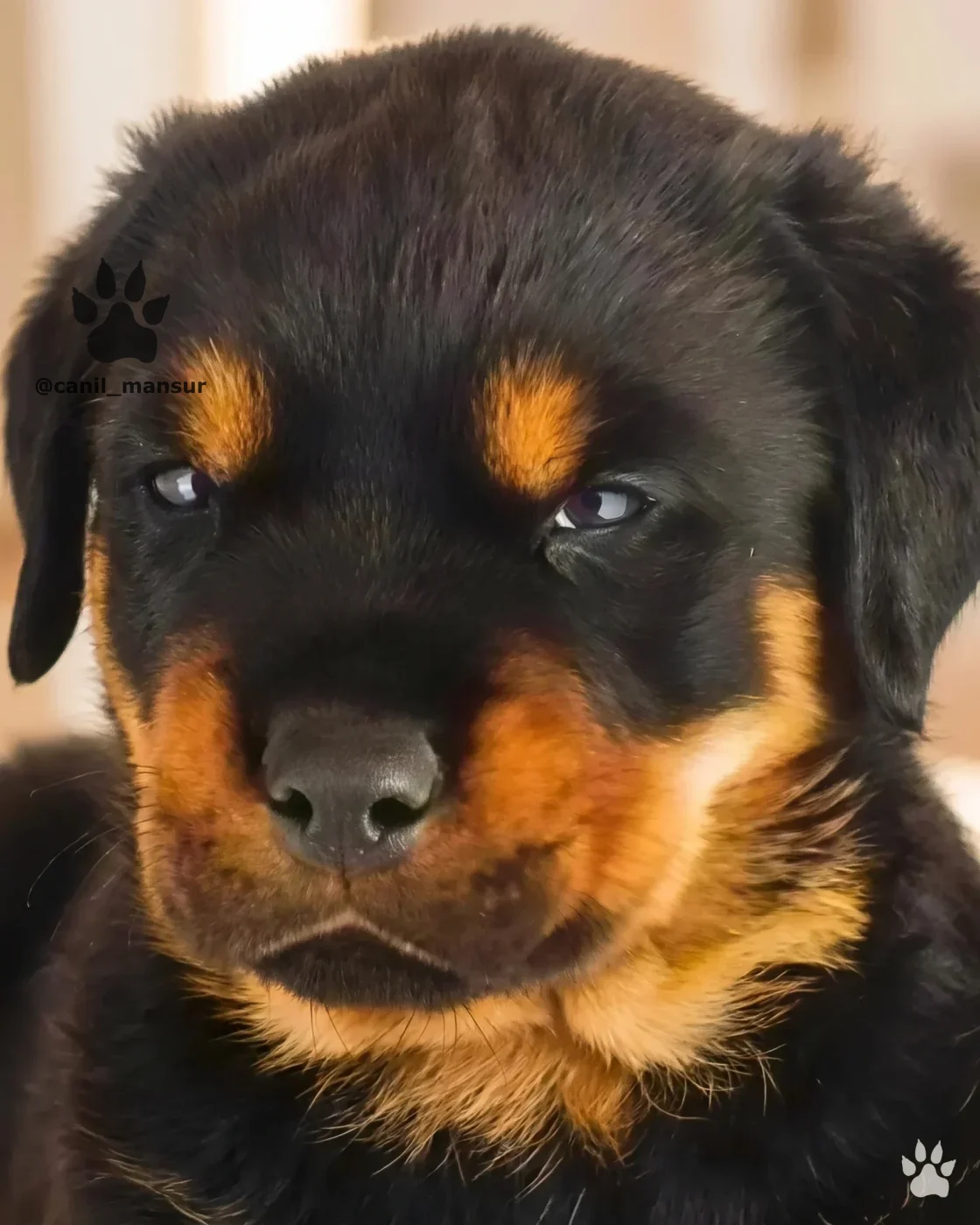 Filhote de Rottweiler do Canil Mansur