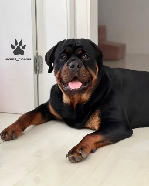 Rottweiler adulto do plantel do Canil Mansur
