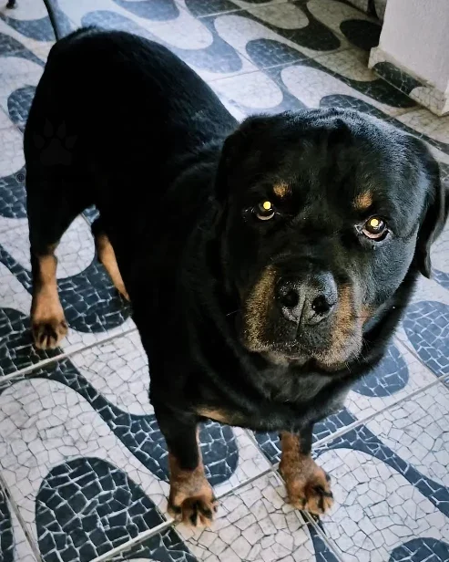 Rottweiler adulto atento, no piso do quintal