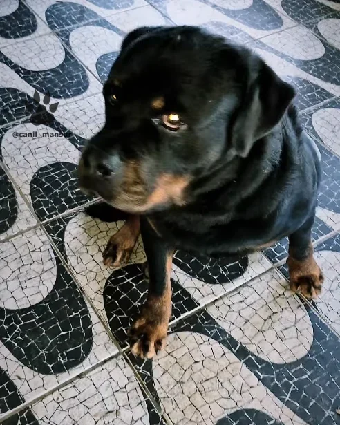 Rottweiler adulto do plantel, olhando para cima