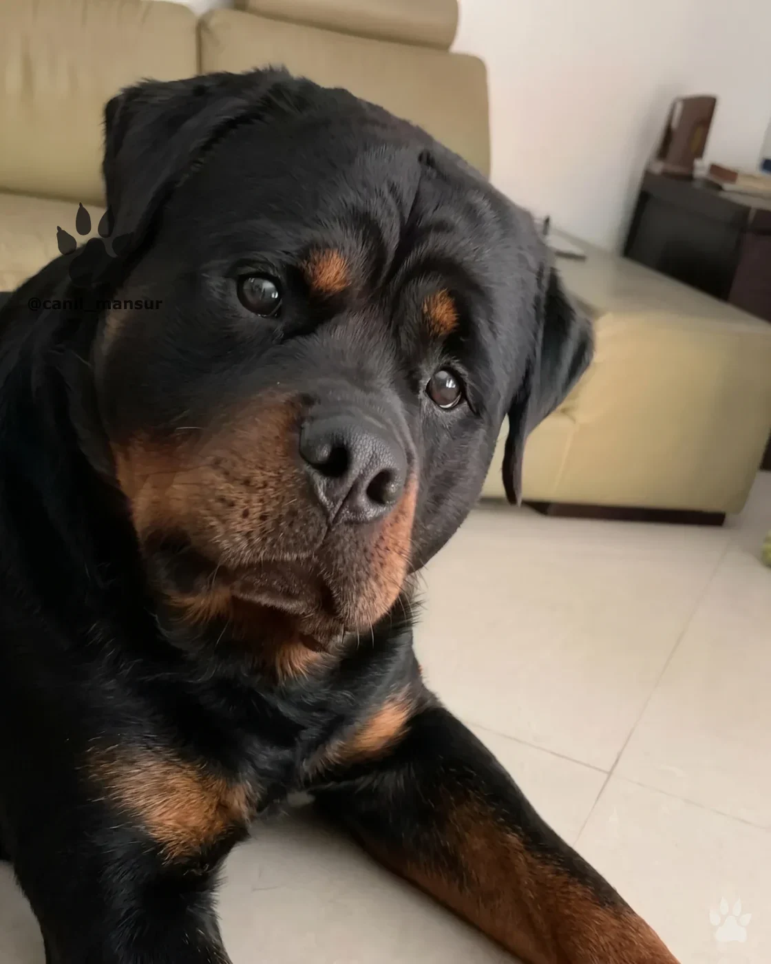 Rottweiler adulto de crânio largo, do plantel do Canil Mansur